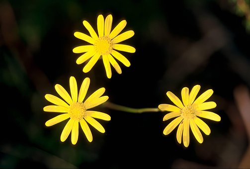 Tusindfryd, Gul, Blomst, Natur, Guld