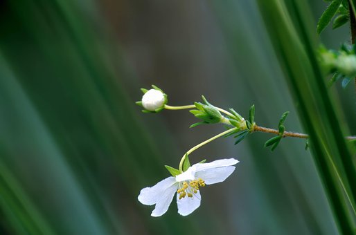 Hjemmehørende, Australsk, Natur