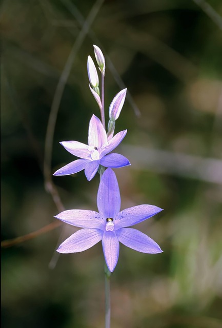 Orquídea, Sol, Roxa, Flor, Natureza