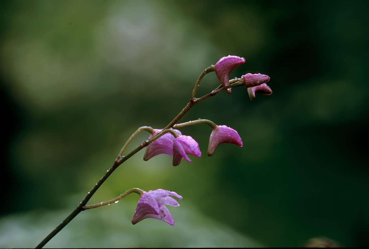 orchid-nature-flower-free-photo-on-pixabay-pixabay