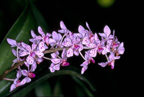 Orkidé, Orkideer, Natur, Blomster