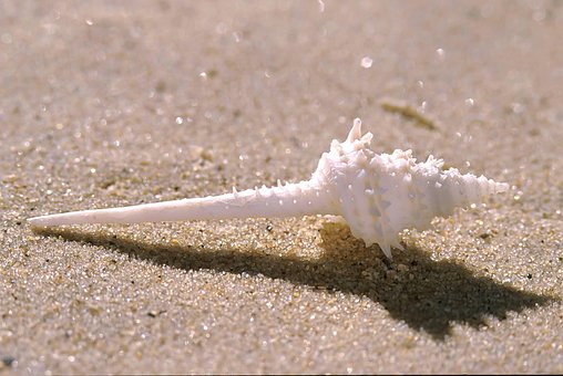 Muslingeskal, Skal, Strand, Hav, Natur