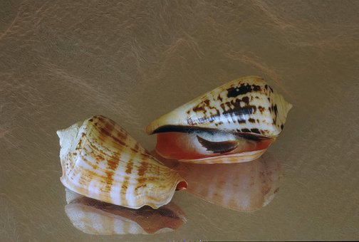Muslingeskal, Skal, Muslingeskaller