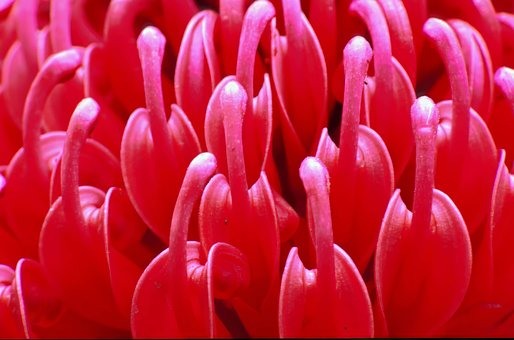 Waratah, Blomst, Australien