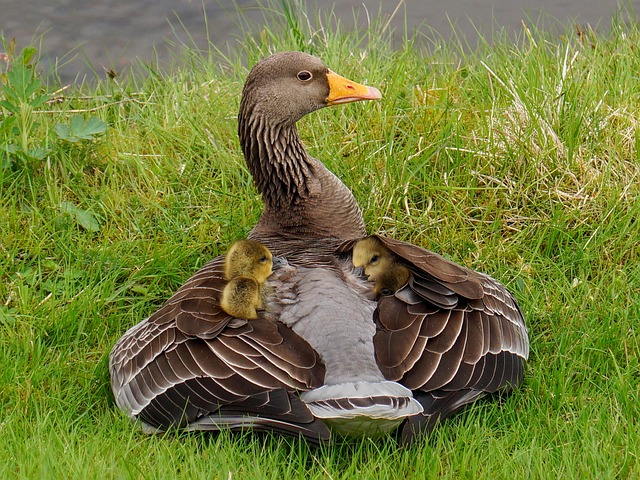 Free Greylag Goose Dune Boy photo and picture