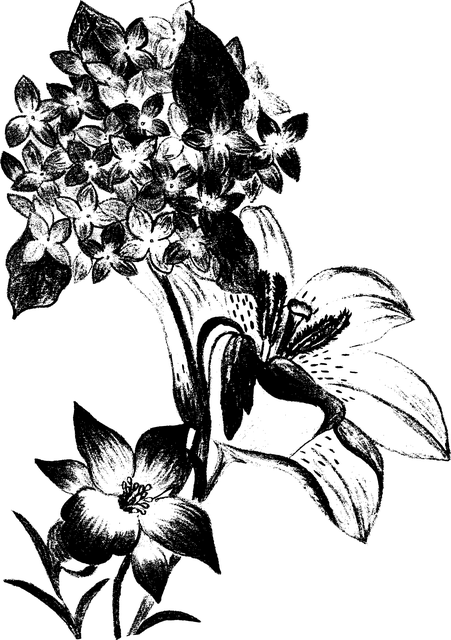 Hortenzie, Kvety, Príroda, Kvet, Flóra