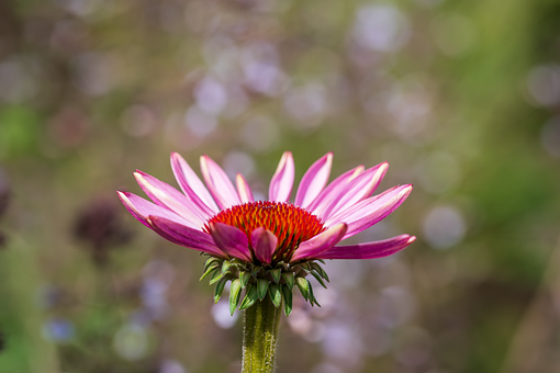 Echinacea, Blomst, Plante, Kronblade