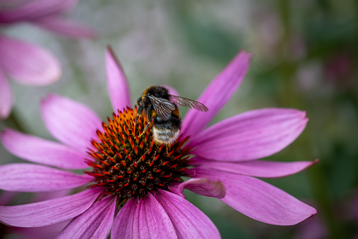 Humlebi, Insekt, Blomst, Echinacea