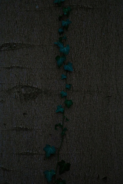 Les, Strom, Závod, Príroda, Flora