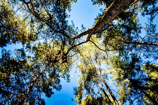 Wald, Natur, Himmel, Holz, Blau, Rennen