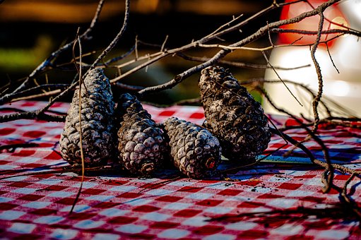 Eicheln, Holz, Zweig, Picknick, Herbst