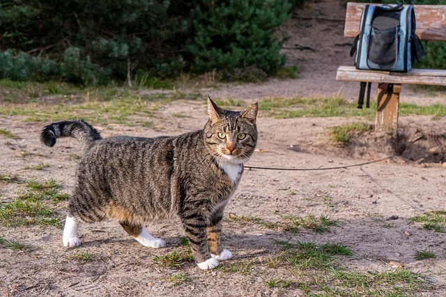 Katze, Natur, Haustier, Tier