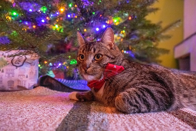 Katze, Weihnachten, Haustier