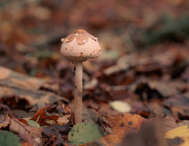 Free Mushroom Mycology photo and picture
