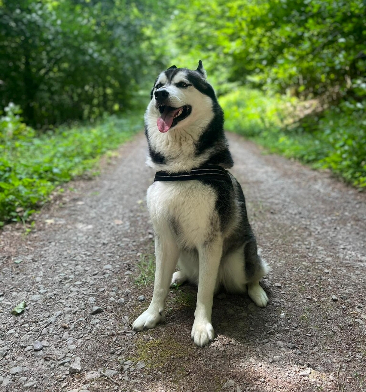 Perro Fornido Canino - Foto gratis en Pixabay - Pixabay