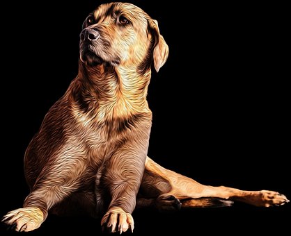 Free Dog Kangal photo and picture