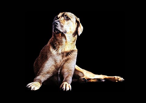 Free Dog Kangal photo and picture