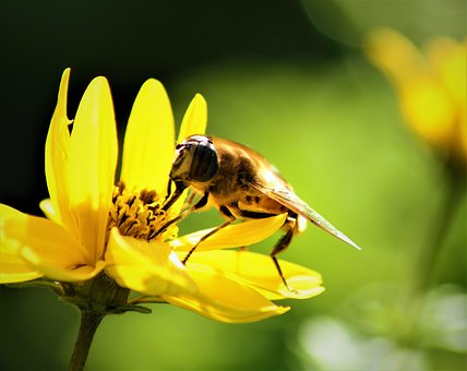 Free Bee Yellow Flower photo and picture