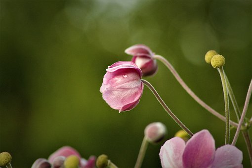 Free Flowers Nature photo and picture