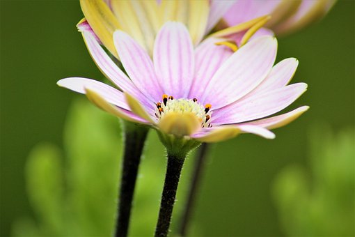 Free Flower Nature photo and picture