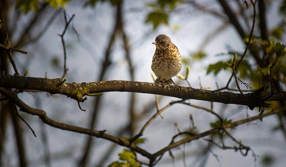 Free Bird Animal photo and picture