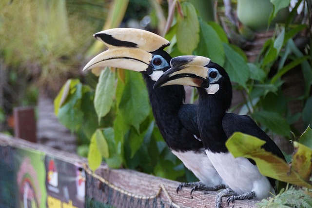 Free Bird Nature photo and picture