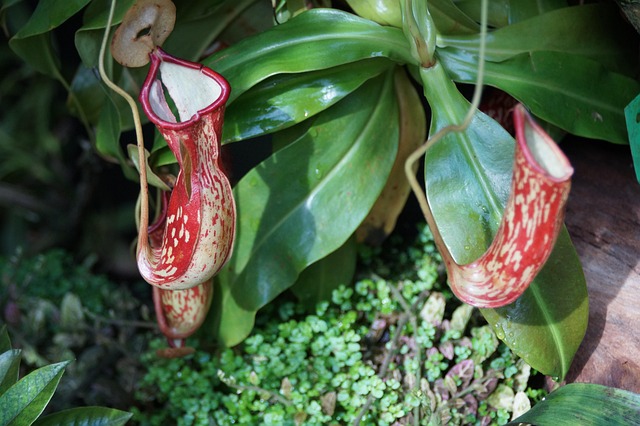 Free Nature Plant photo and picture
