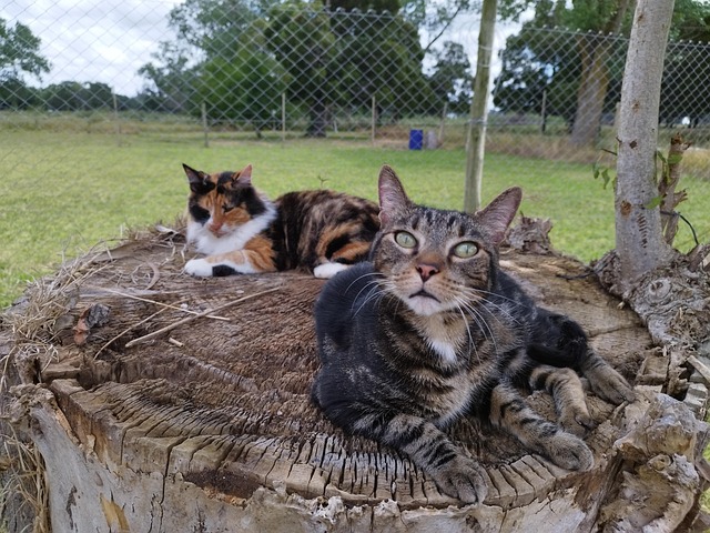 Free Cats Berlioz photo and picture
