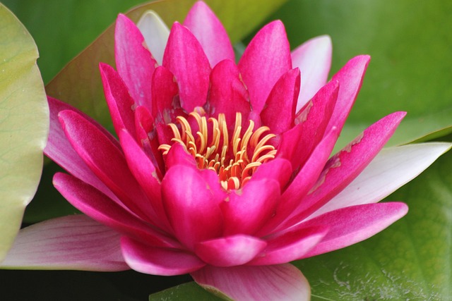 Free Flower Nature photo and picture
