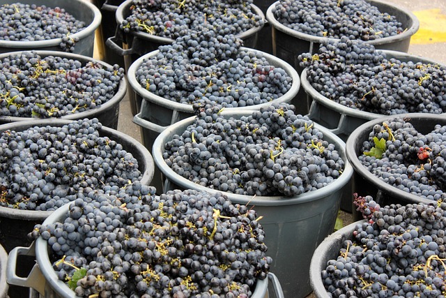 Free Fruits Wine photo and picture