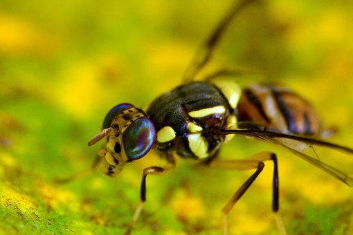 Free Bug Fly photo and picture