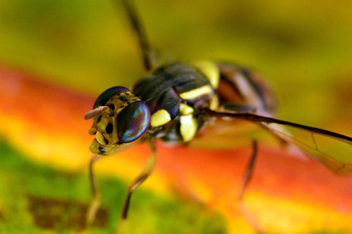 Free Fly Bug photo and picture