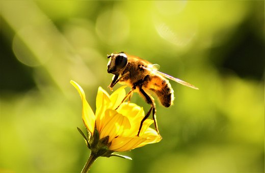 Free Insect Honey Bee photo and picture