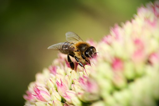 Free Bee Sedum photo and picture