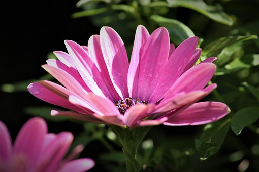 Free Pink Flower photo and picture
