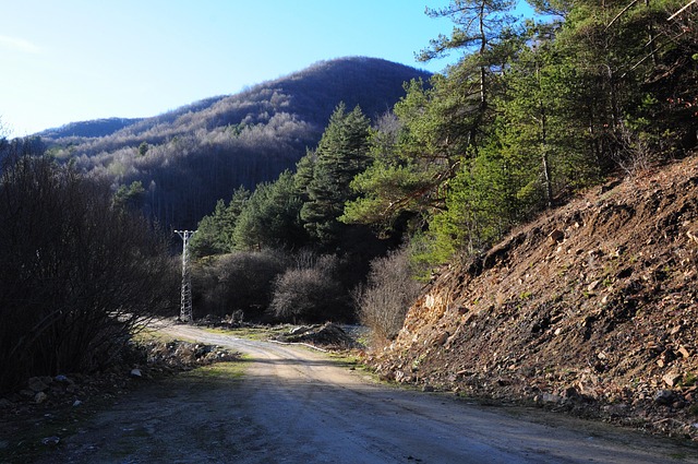 Free Forest Tree photo and picture