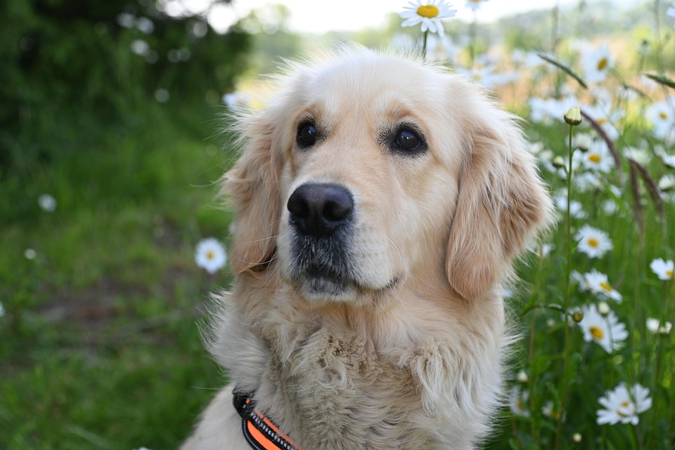 Chien Golden Retriever Femelle Photo gratuite sur Pixabay Pixabay