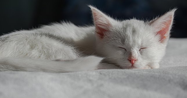 Kat, I Søvn, Killing, Husdyr, Huskat