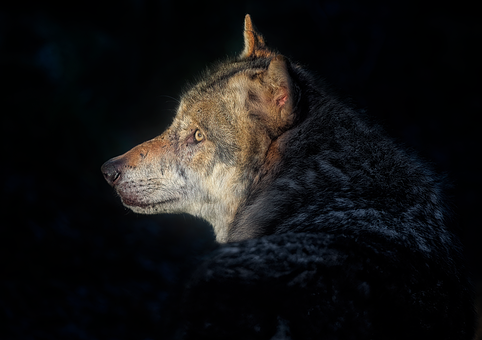Free Grey Wolf Wolf photo and picture