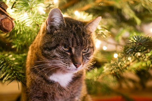 Gato, Gato Atigrado, Árbol De Navidad