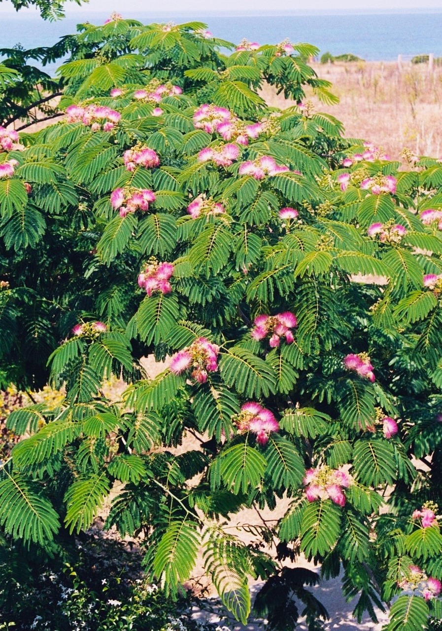 Acacia Fleurs Les Photo Gratuite Sur Pixabay Pixabay acacia-fleurs-les-photo-gratuite-sur-pixabay-pixabay