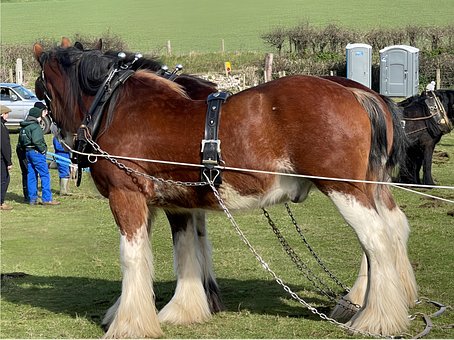 Free Horse Nature photo and picture