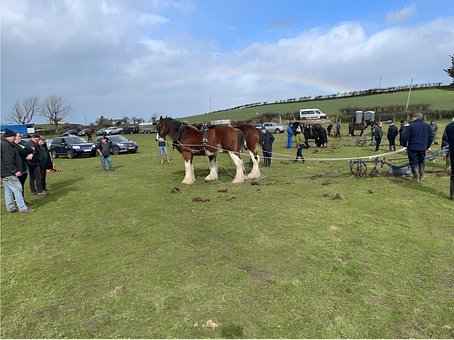Free Ploughing Match Ploughing photo and picture