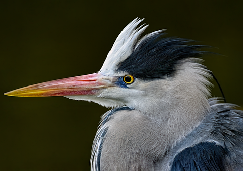 Free Grey Heron Heron photo and picture