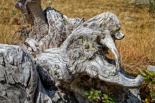 Boomstam, Dode Boom, Oud Hout, Wortels