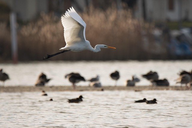 Fugl, Egret, Hejre, Vinger, Dyreliv