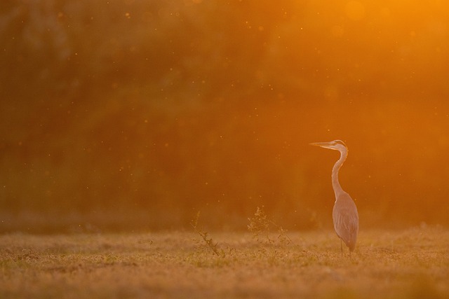 Hejre, Natur, Fugl, Dyr, Egret, Dyreliv