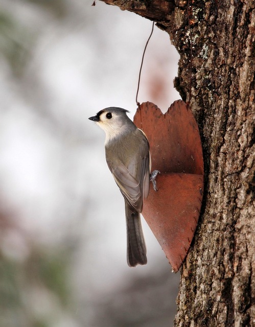 鸟 Tufted Titmouse 羽毛 - Pixabay上的免费照片 - Pixabay