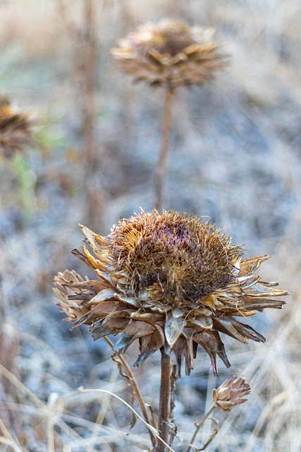 Artiskok, Plante, Blomst, Tør, Død
