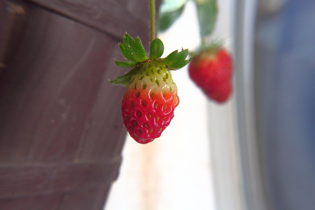 Free Strawberries Fruit photo and picture
